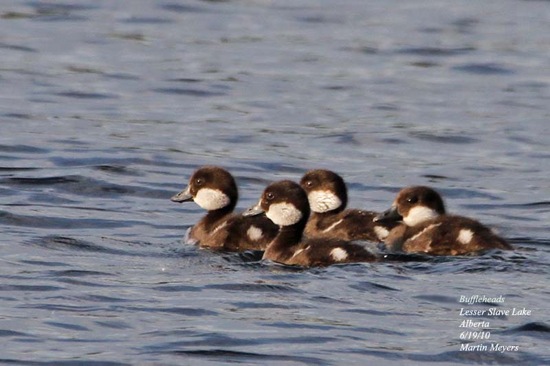 Lesser Slave Lake lesser slave lake alberta. Lesser Slave Lake