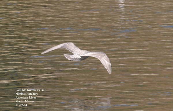 Kumlien's-type Gull, upperside in flight