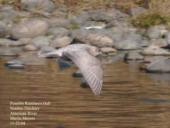 Kumlien's-type Gull, upperside in flight