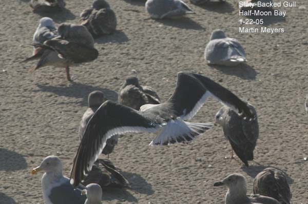Flying Slaty-backed Gull