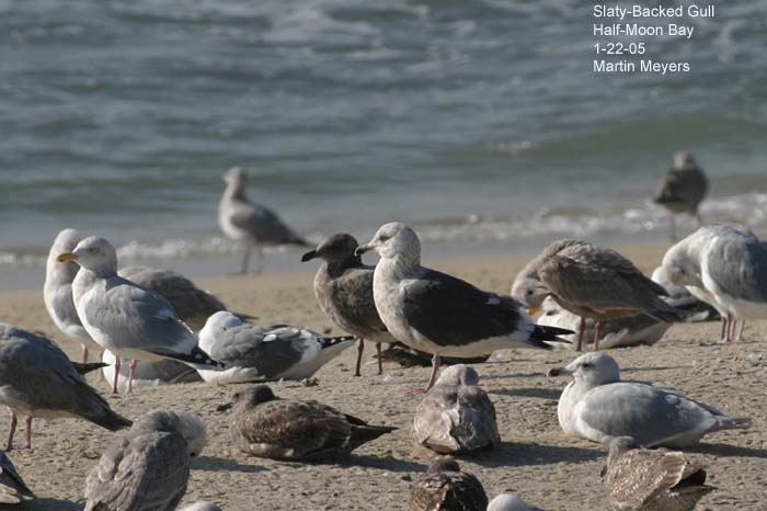 Standing Slaty-backed Gull in flock
