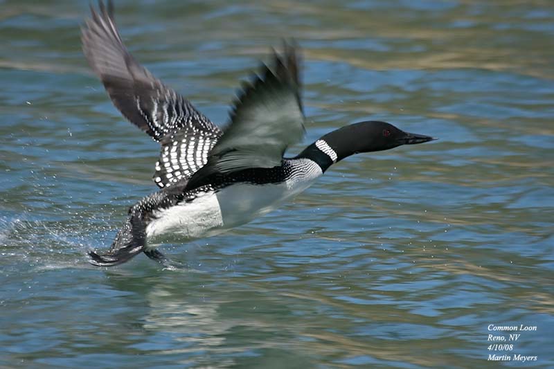 common loon bird