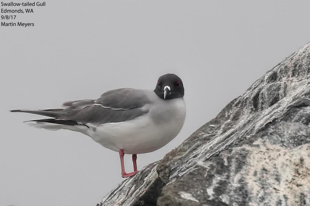 Swallow-tailed Gull