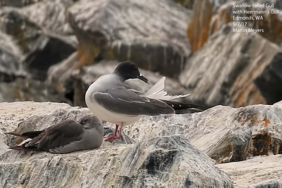 Swallow-tailed Gull