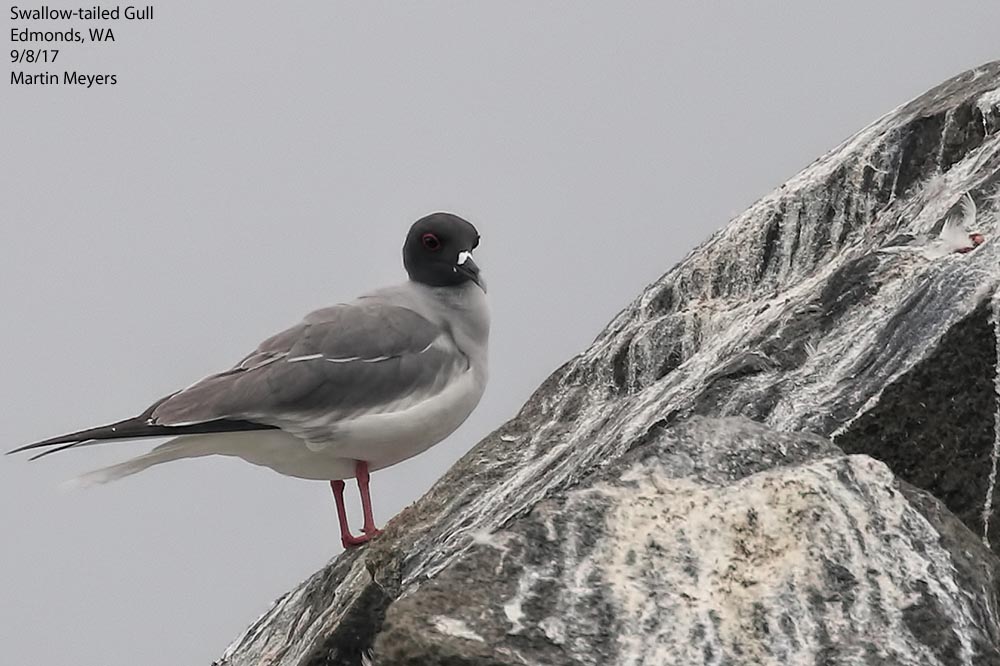 Swallow-tailed Gull