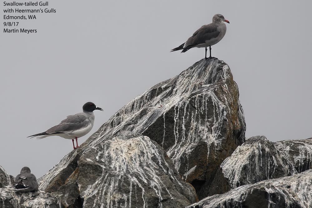 Swallow-tailed Gull