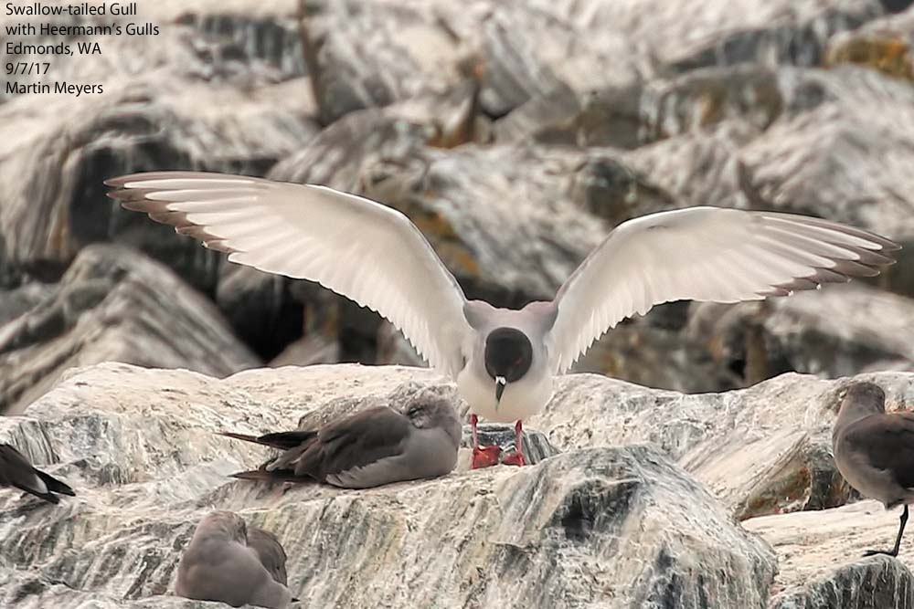 Swallow-tailed Gull