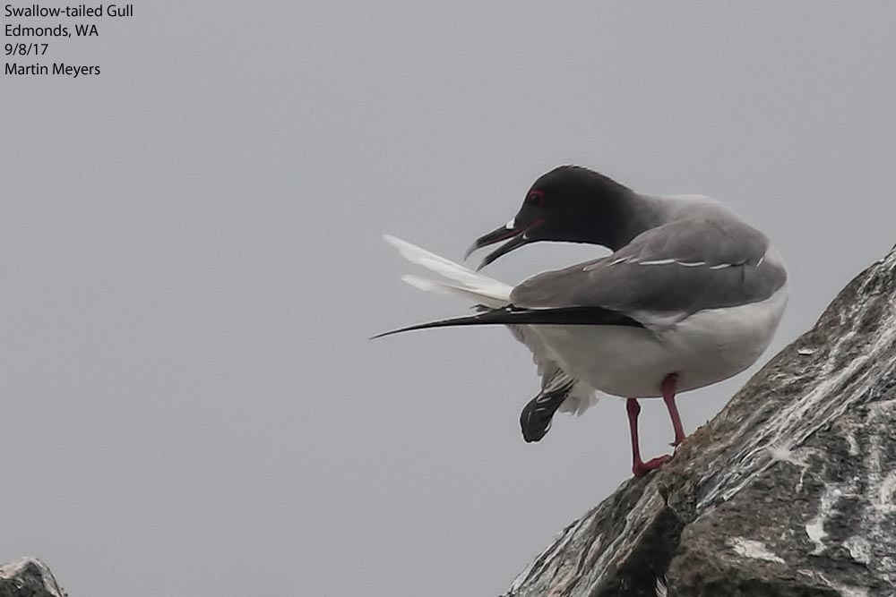 Swallow-tailed Gull