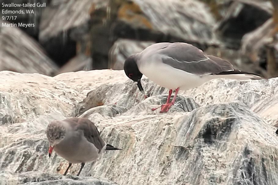 Swallow-tailed Gull