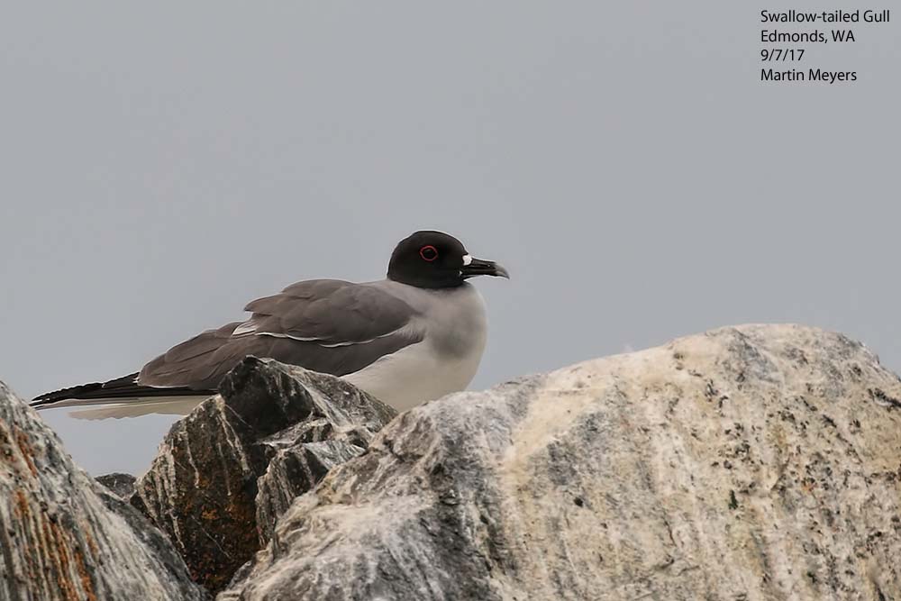 Swallow-tailed Gull