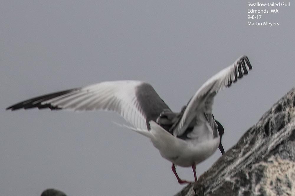 Swallow-tailed Gull