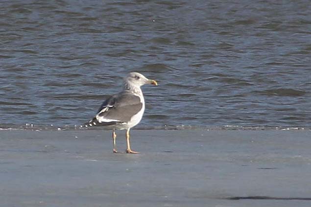 Lesser Black-backed Gull, standing on ice, Greg Scyphers