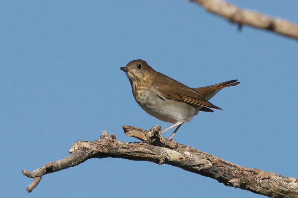 Catharus Thrush, tail raised