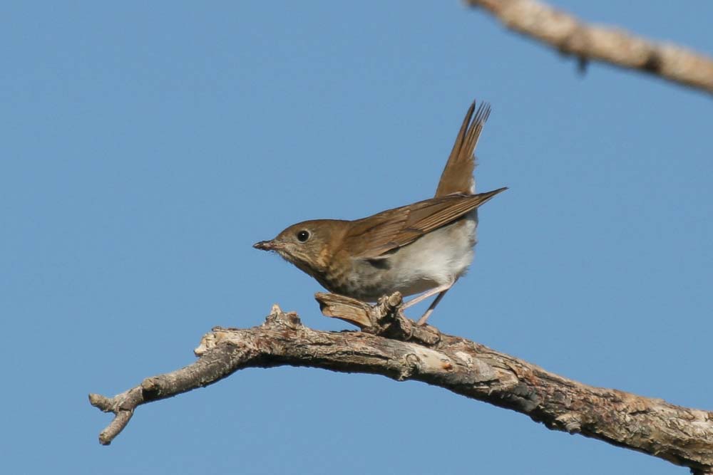 Catharus Thrush, tipped forward, tail raised