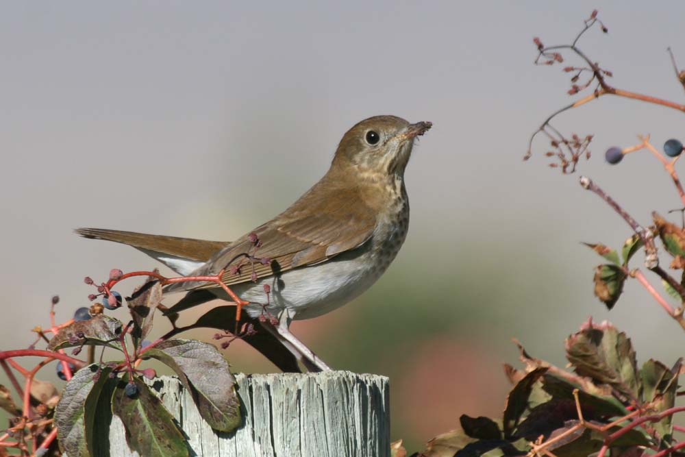 Catharus Thrush, fruit-stained bill, tail raised