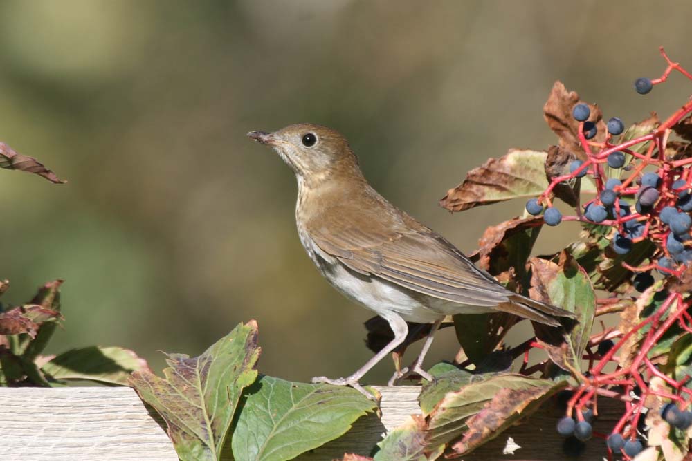 Catharus Thrush, fruit-stained bill, tail straight